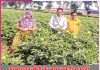 Farming to Cash Crops: परम्परागत खेती के साथ नकदी फसलों को तरजीह देने लगा कैलाश Farming to Cash Crops