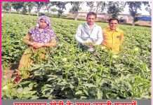 Farming to Cash Crops: परम्परागत खेती के साथ नकदी फसलों को तरजीह देने लगा कैलाश Farming to Cash Crops