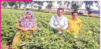 Farming to Cash Crops: परम्परागत खेती के साथ नकदी फसलों को तरजीह देने लगा कैलाश Farming to Cash Crops