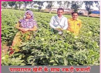 Farming to Cash Crops: परम्परागत खेती के साथ नकदी फसलों को तरजीह देने लगा कैलाश Farming to Cash Crops