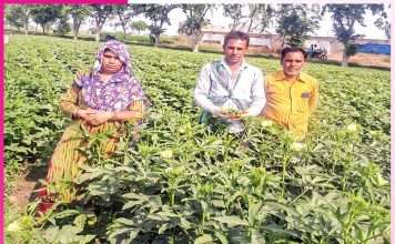 Farming to Cash Crops: परम्परागत खेती के साथ नकदी फसलों को तरजीह देने लगा कैलाश Farming to Cash Crops