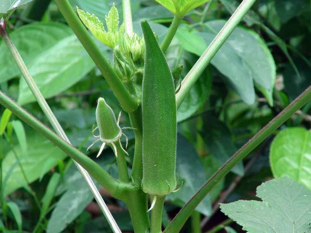 Farming to Cash Crops: परम्परागत खेती के साथ नकदी फसलों को तरजीह देने लगा कैलाश 1 okra