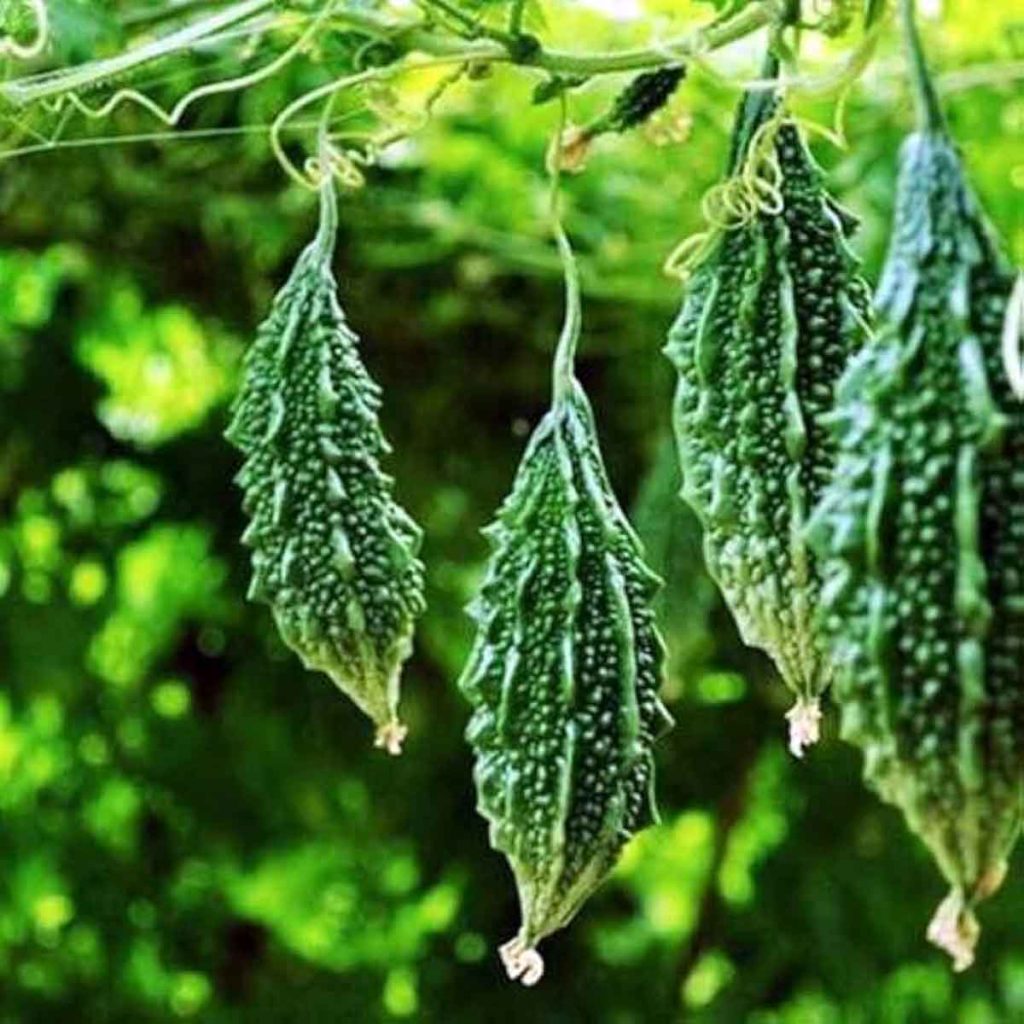 Bitter gourd cultivation: करेले की खेती कर किसान कमा रहे मुनाफा 1 Bitter gourd cultivation 1
