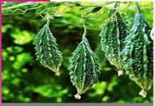 Bitter gourd cultivation: करेले की खेती कर किसान कमा रहे मुनाफा Bitter gourd cultivation