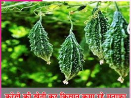 Bitter gourd cultivation: करेले की खेती कर किसान कमा रहे मुनाफा Bitter gourd cultivation