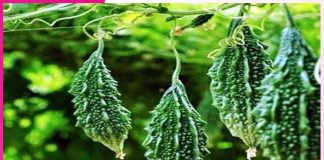 Bitter gourd cultivation: करेले की खेती कर किसान कमा रहे मुनाफा Bitter gourd cultivation