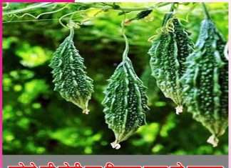 Bitter gourd cultivation: करेले की खेती कर किसान कमा रहे मुनाफा Bitter gourd cultivation