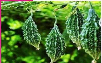 Bitter gourd cultivation: करेले की खेती कर किसान कमा रहे मुनाफा Bitter gourd cultivation