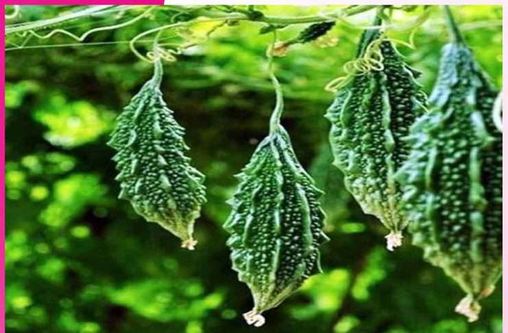 Bitter gourd cultivation: करेले की खेती कर किसान कमा रहे मुनाफा Bitter gourd cultivation
