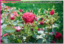 Experiences of Satsangis: हमने इसे सच्चे सौदे का हवलदार बना दिया है -सत्संगियों के अनुभव Experiences of Satsangis