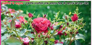 Experiences of Satsangis: हमने इसे सच्चे सौदे का हवलदार बना दिया है -सत्संगियों के अनुभव Experiences of Satsangis