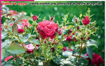 Experiences of Satsangis: हमने इसे सच्चे सौदे का हवलदार बना दिया है -सत्संगियों के अनुभव Experiences of Satsangis
