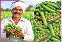Pea cultivation: भरोसेमंद के साथ दोहरी फायदेमंद मटर की खेती Pea cultivation