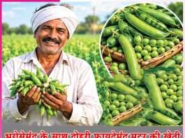 Pea cultivation: भरोसेमंद के साथ दोहरी फायदेमंद मटर की खेती Pea cultivation