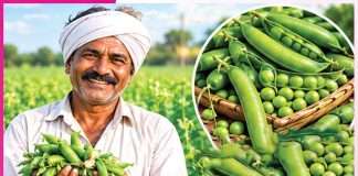 Pea cultivation: भरोसेमंद के साथ दोहरी फायदेमंद मटर की खेती Pea cultivation