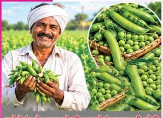 Pea cultivation: भरोसेमंद के साथ दोहरी फायदेमंद मटर की खेती Pea cultivation