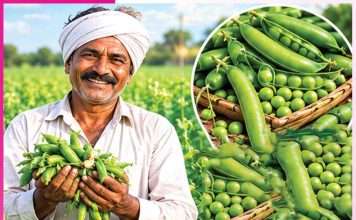 Pea cultivation