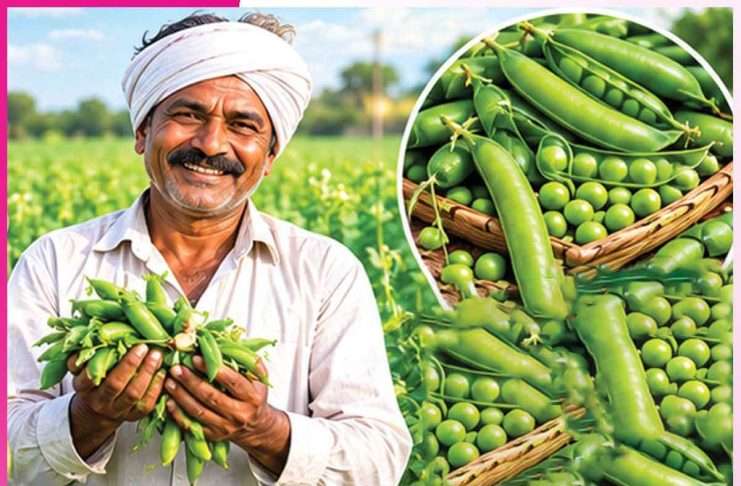 Pea cultivation: भरोसेमंद के साथ दोहरी फायदेमंद मटर की खेती Pea cultivation