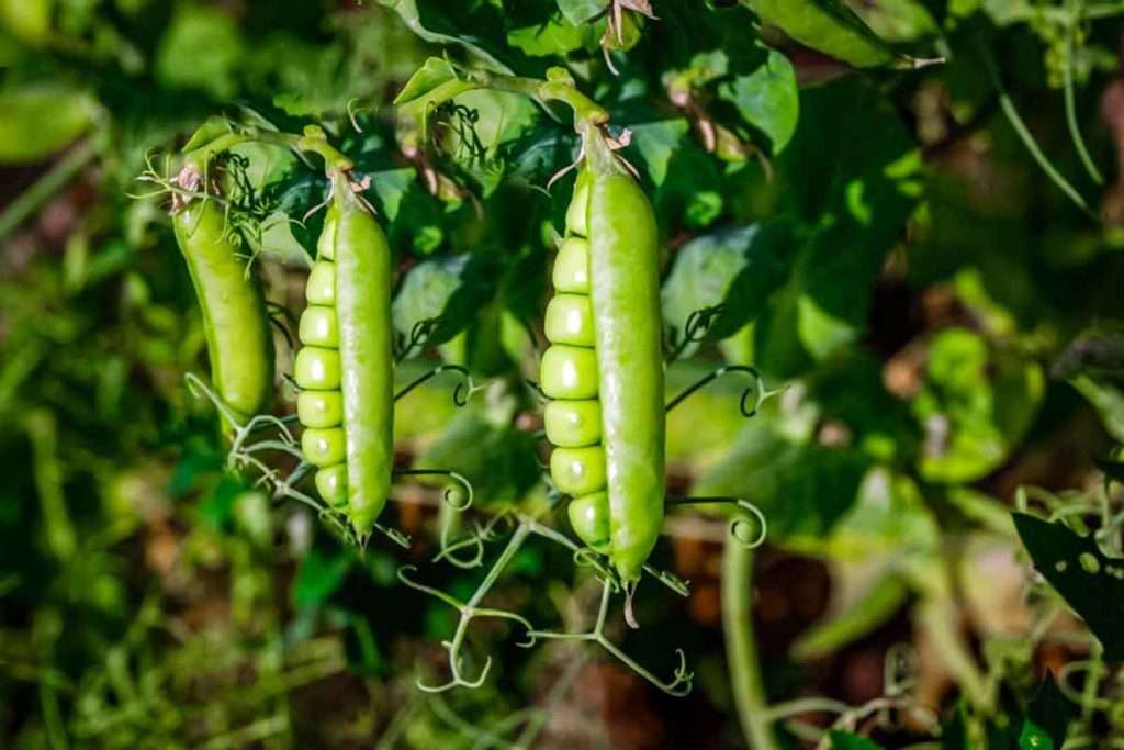 Pea cultivation: भरोसेमंद के साथ दोहरी फायदेमंद मटर की खेती 1 pea